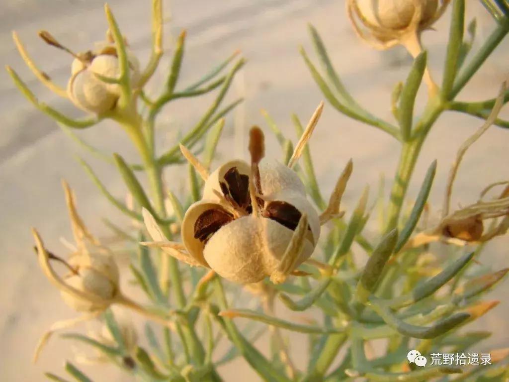 改变世界的植物,改变世界历史的植物