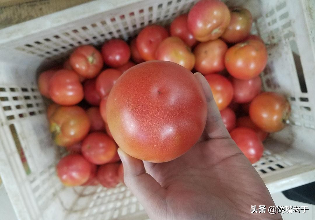 怎么挑西红柿又甜又不酸,现在的西红柿都那么硬