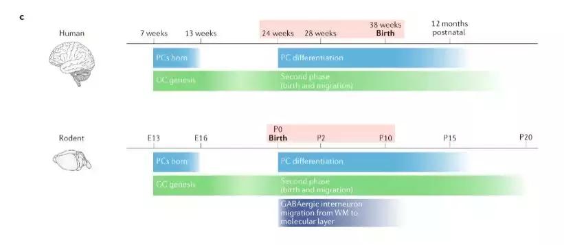 小脑的结构与功能,小脑的功能医学基础知识