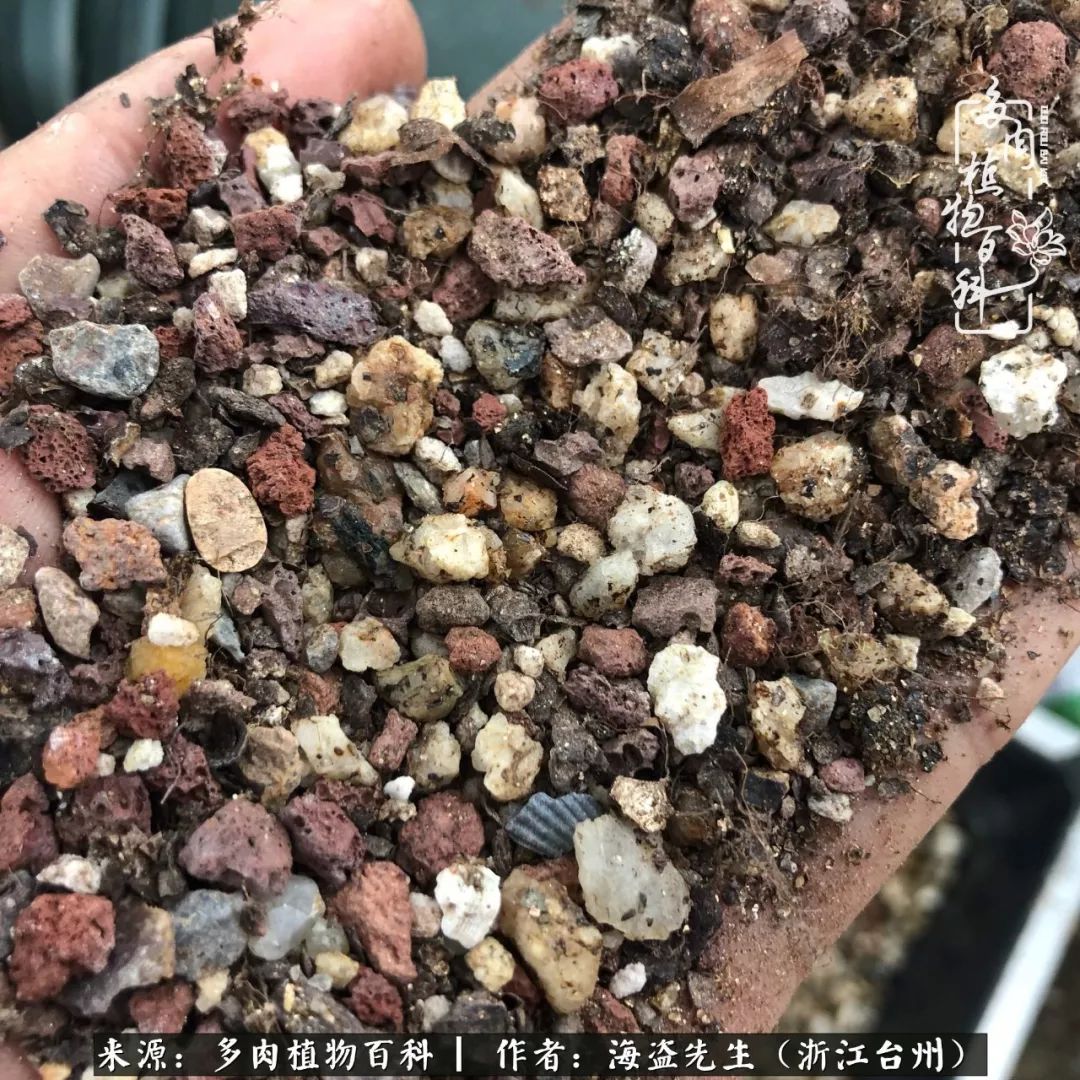 多肉玫瑰怎么才能出状态,多肉山地玫瑰唤醒方法