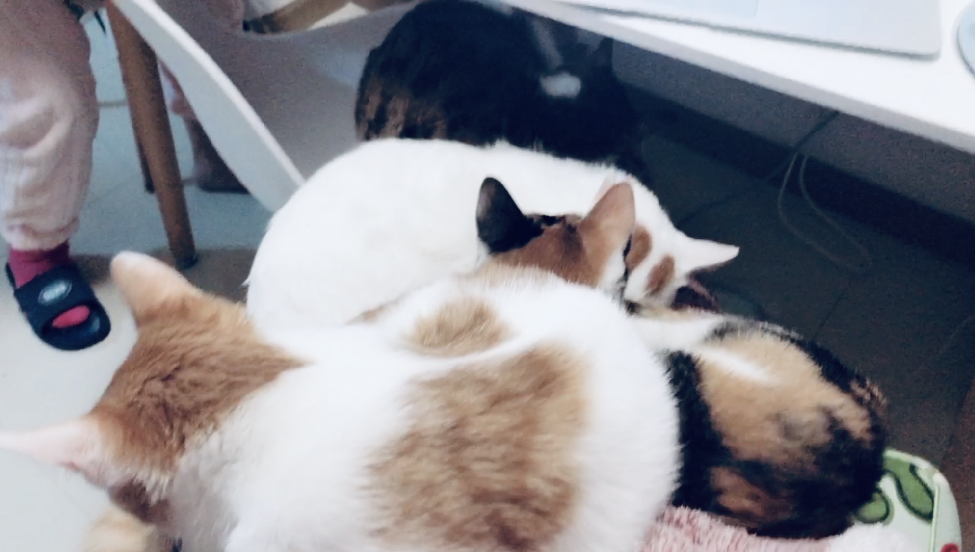 如何挑选猫粮成分安全,怎样挑选猫粮最好