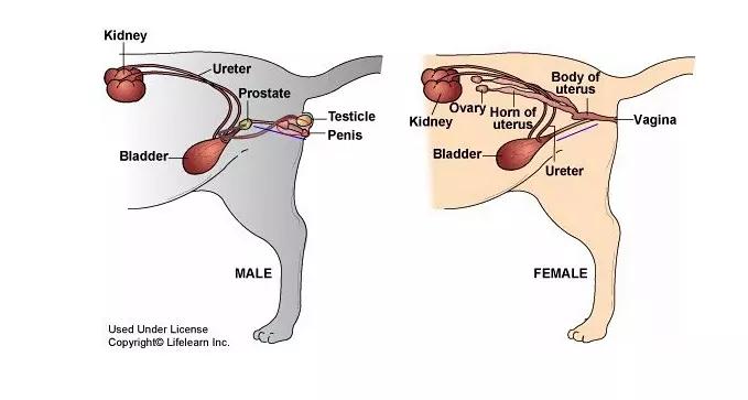 猫咪泌尿感染有哪些症状,矿砂对猫咪泌尿有影响吗