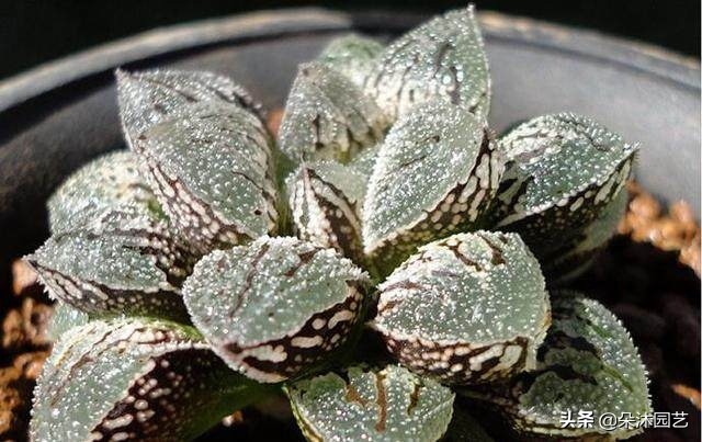 多肉十二卷寿的窗口怎么不透明,多肉热点话题