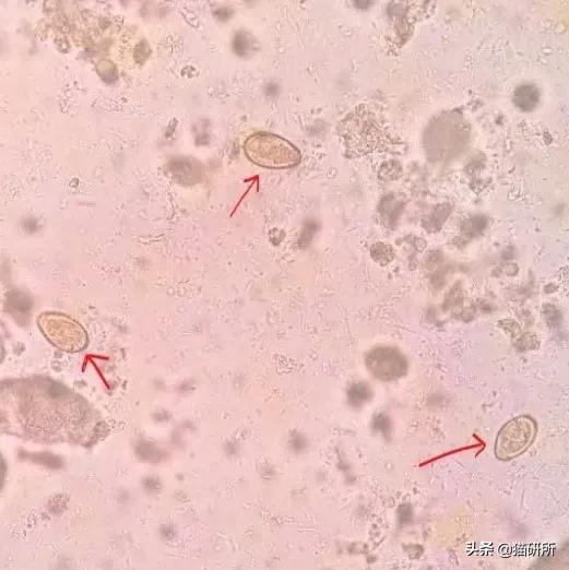 显微镜下的猫屎，竟然和这么多食物都撞脸？