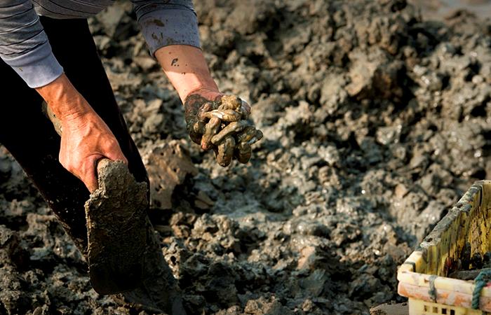 它肉嫩味鲜,被称为“海里的人参”,却深藏泥沙,用盐才能挖出来