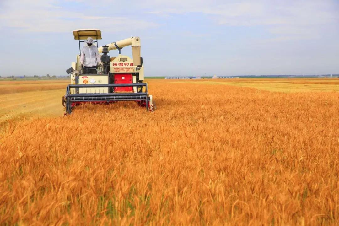 洮南玉米收割,洮南收玉米