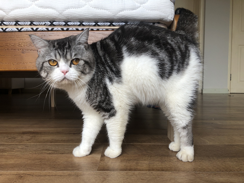 被猫抓伤确诊猫抓病,被猫咪抓了会得猫瘟吗