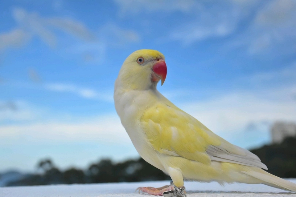 月轮鹦鹉和亚历山大鹦鹉推荐哪个,亚历山大鹦鹉和月轮鹦鹉区别