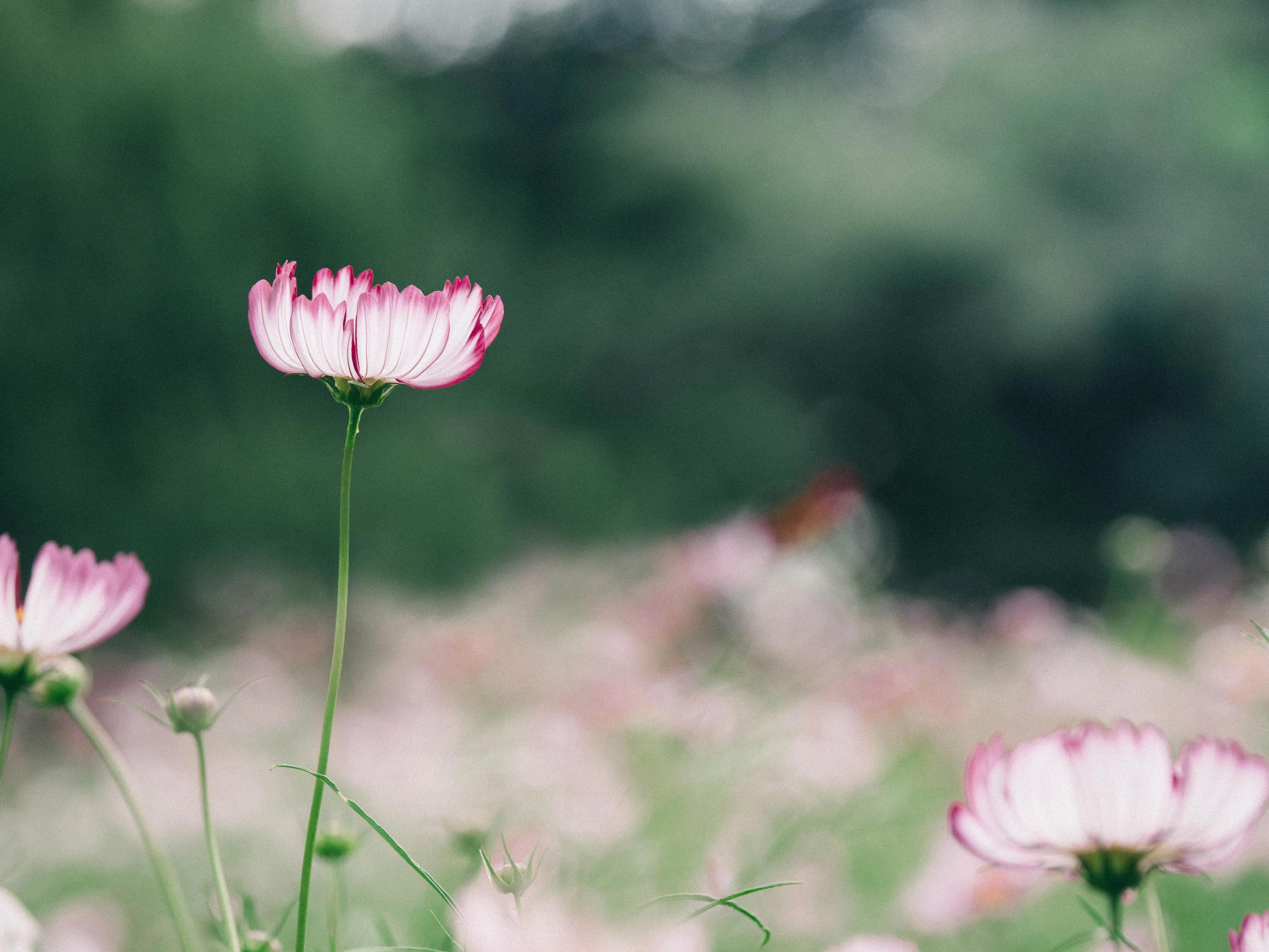 女性肚子有坠胀感是盆腔炎,姨妈不准却有痛经