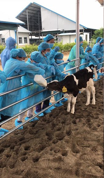 风靡香港79年，连续获得本土牛奶品牌销冠，今天带你解密维记牛奶