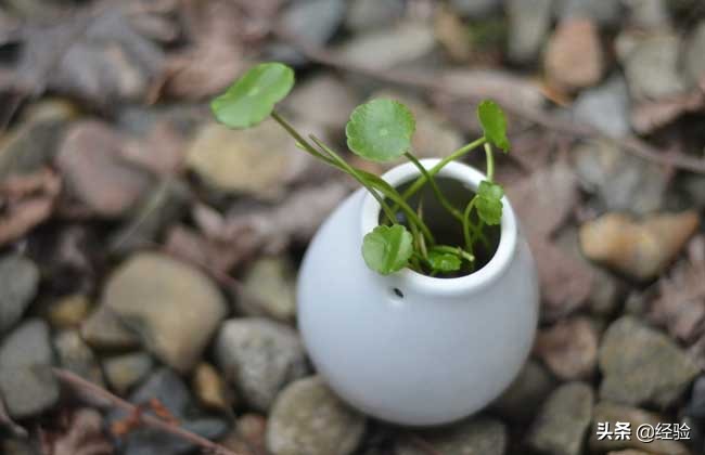 鱼缸怎么养铜钱草,大缸怎么养铜钱草