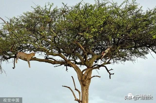 豹捕杀瞪羚,豹子捕杀瞪羚