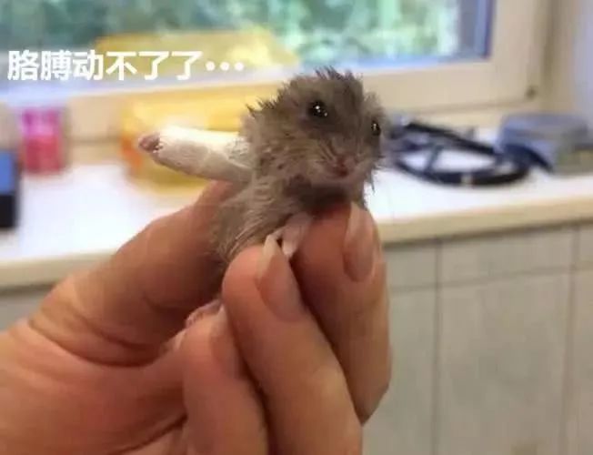 养仓鼠7天就死了,养仓鼠养到破产