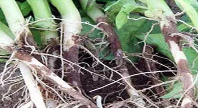 马铃薯这几种病害你都会认吗?认清了以后教你怎么治!(二)