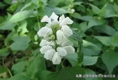 各种花的花语文案,花的花语100种