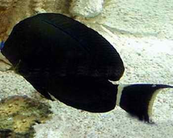 十大最好看的观赏鱼图片大全,十种最漂亮的观赏鱼图片