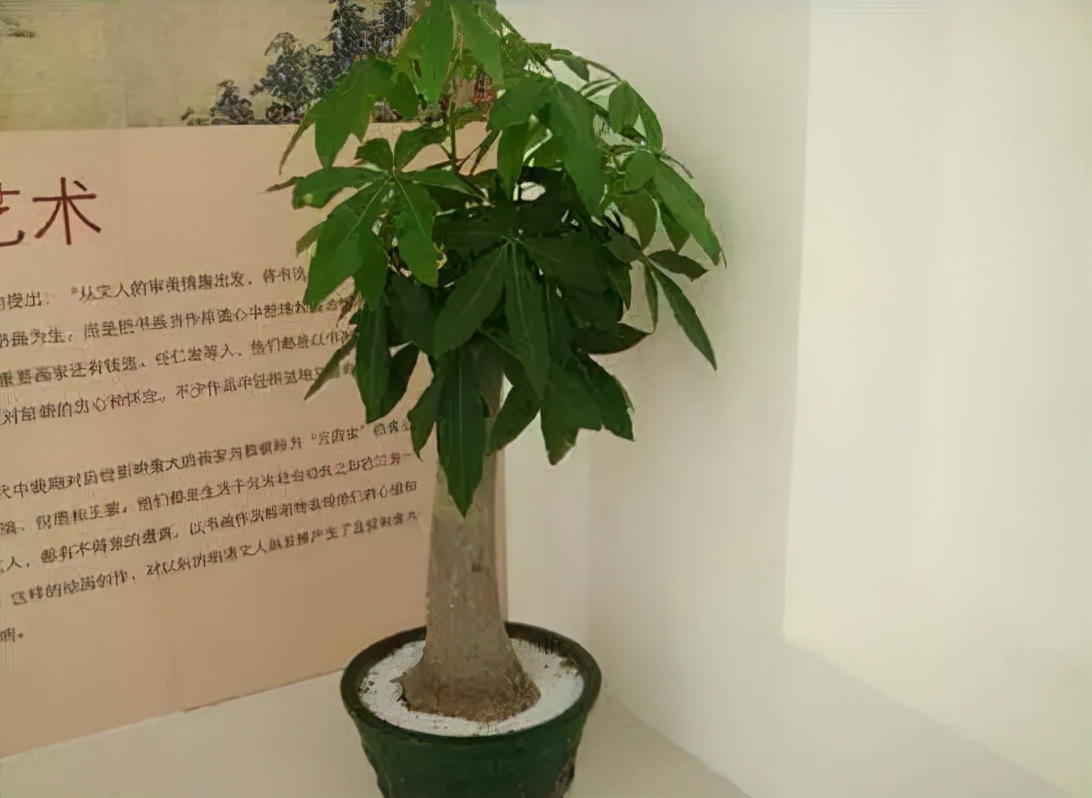 发财树主干腐烂怎么办,发财树上端腐烂怎么挽救