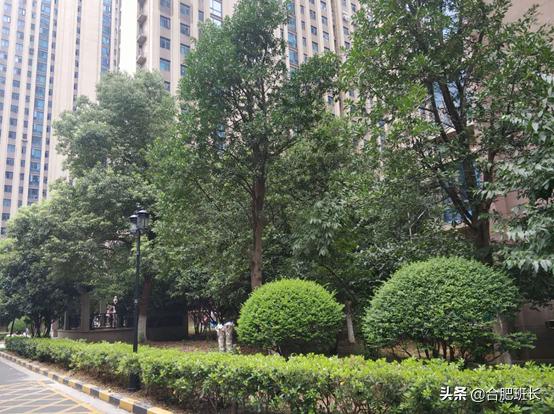 合肥滨湖学区房最新价格,合肥滨湖cbd学区房