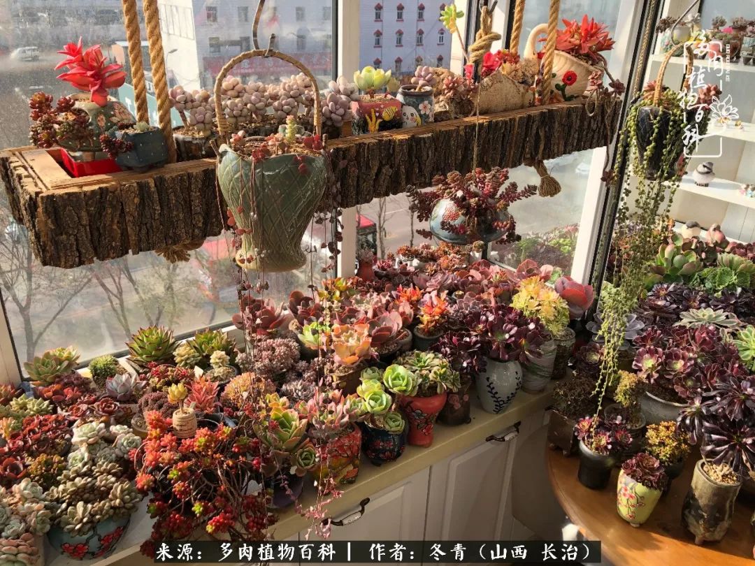 阳台养多肉徒长怎么办,阳台养多肉养殖方法和注意事项