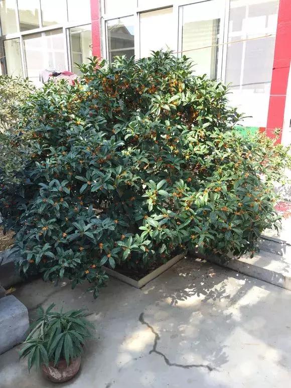 家里种哪些树招财又旺宅,院子什么树最旺财又旺家