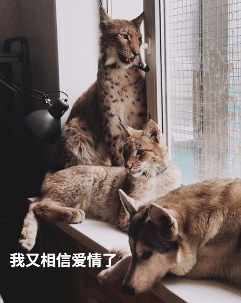想养猫又怕被猫抓,俄罗斯养猞猁