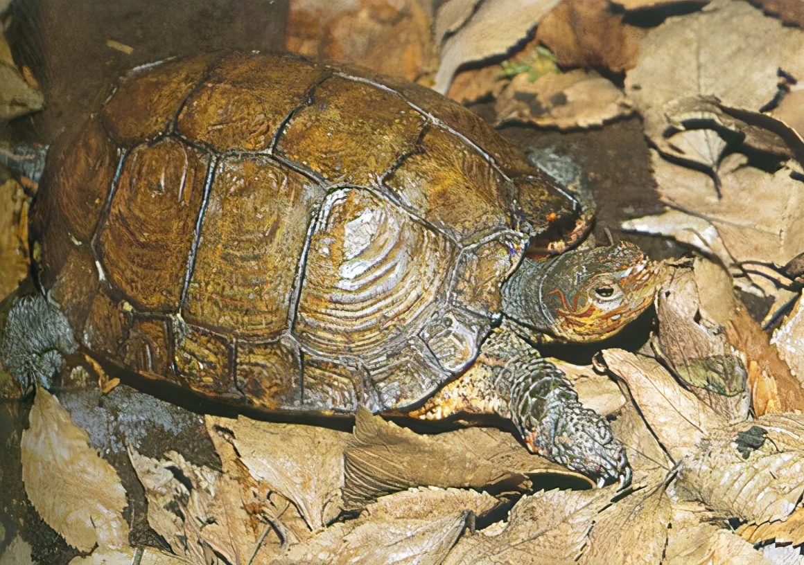 龟类纪录片,龟类图片