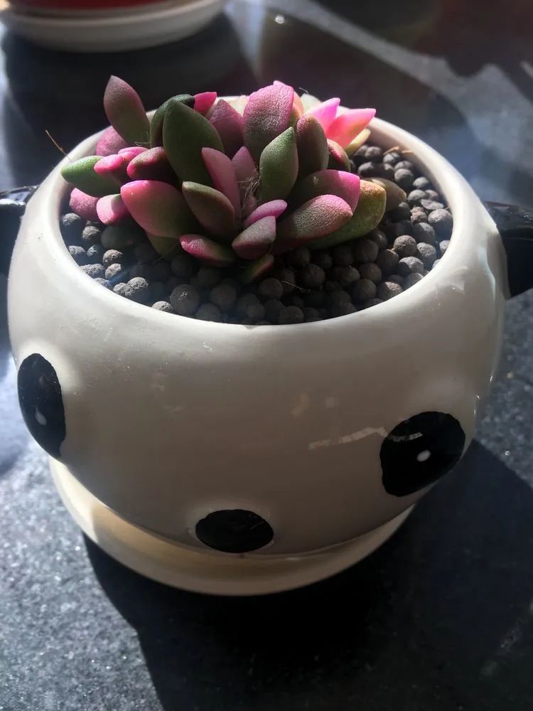 多肉新年寄语,养多肉七八年用心沉淀静待花开