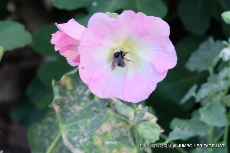 第3034回：无风雨不知花可惜，无患难不知人可谋