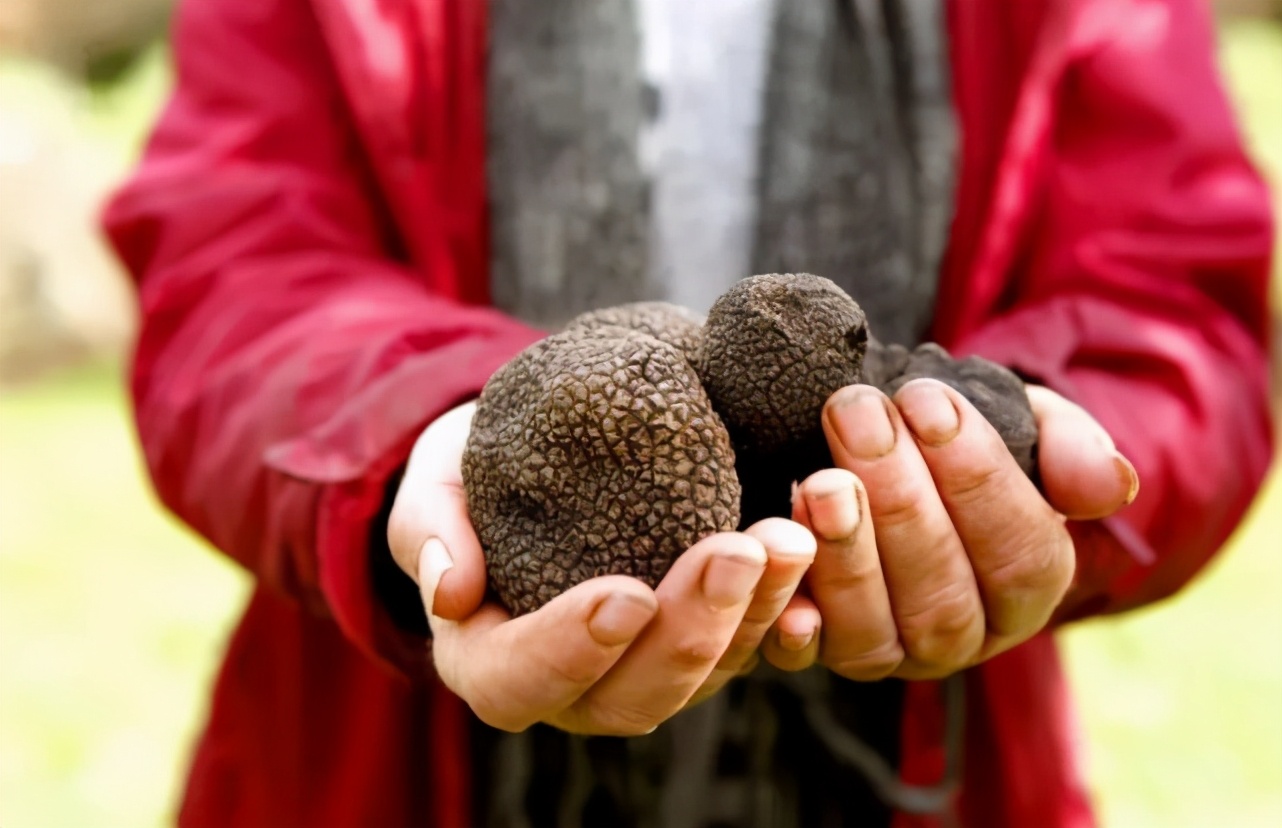 白松黑露，在丽江「上演旷世传奇」