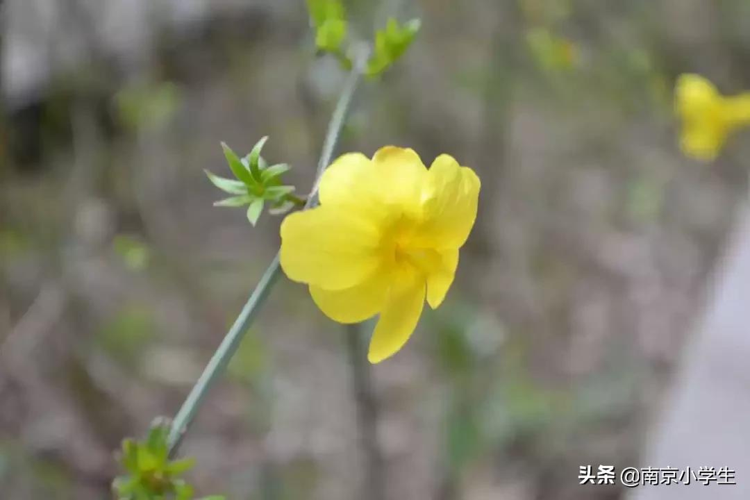 春和景明少年时,古雄小学2021年新生