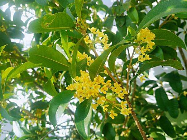 哪种桂花最香最好养,什么桂花最耐寒最好养