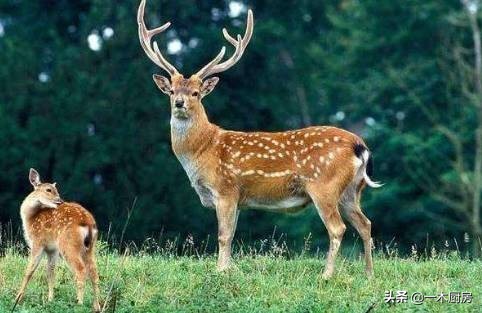 吃了鹿茸,吃了鹿茸要多久才能吃笋