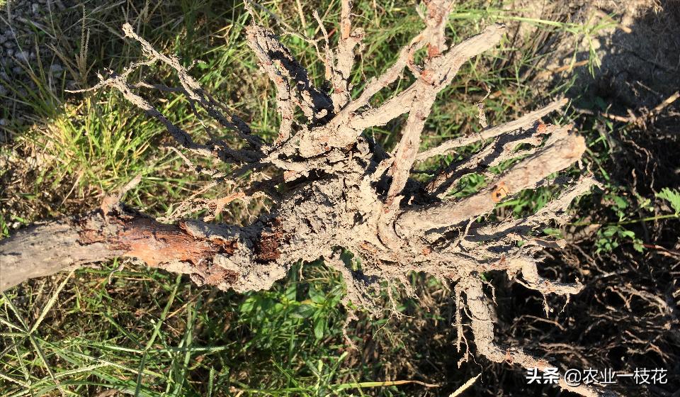根腐病的最好治疗方法,根腐病的治疗最新方法