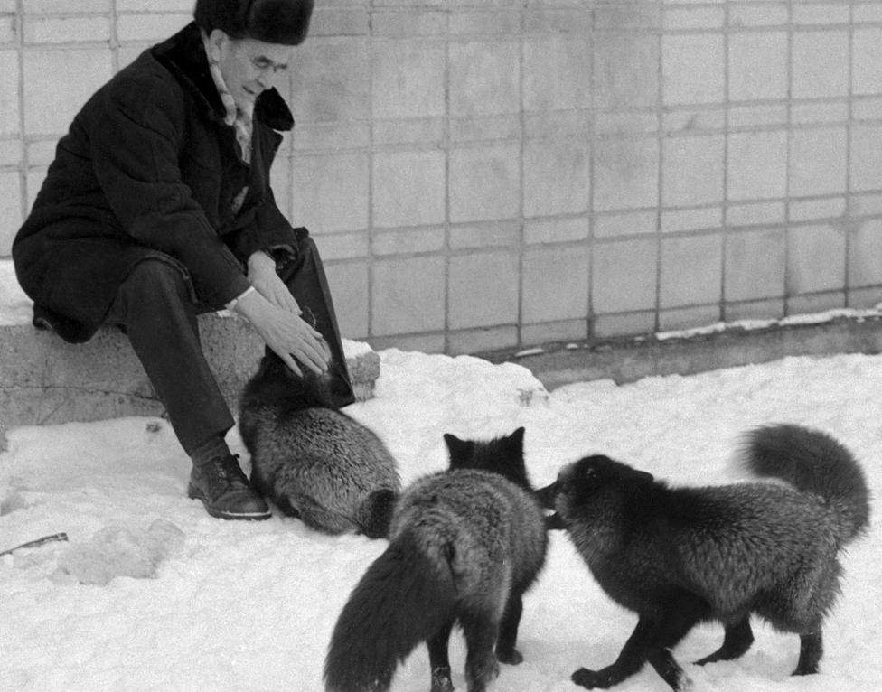 俄罗斯科学家养狐狸,俄罗斯科学家驯化银狐