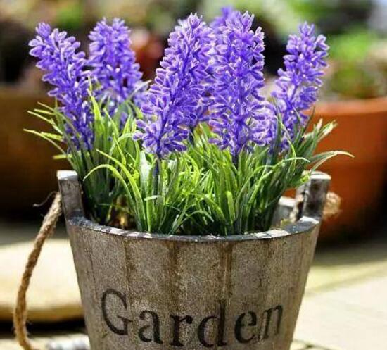 薰衣草扦插繁殖方法图,薰衣草扦插繁殖详细教程