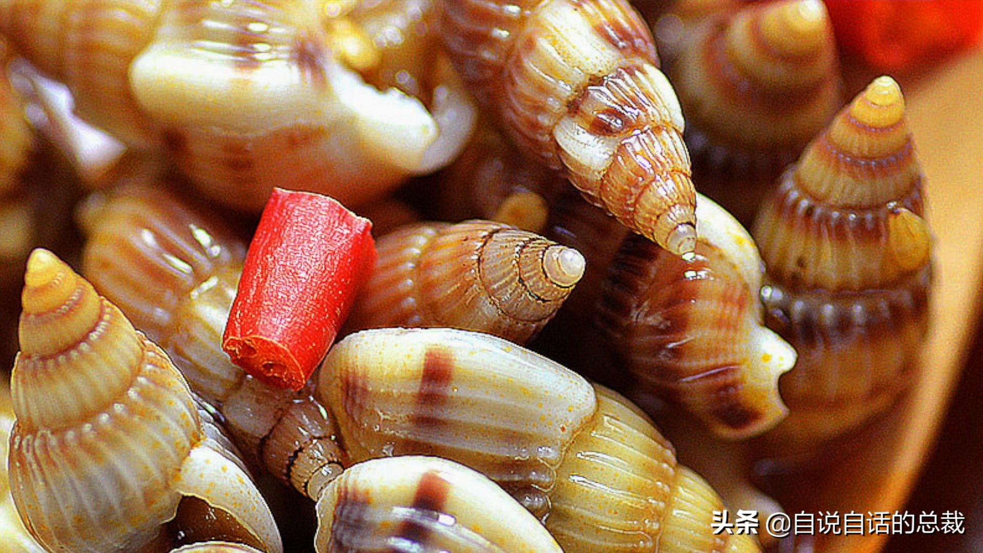 蛏子与小人蚬的区别,贻贝蛤蜊有什么区别