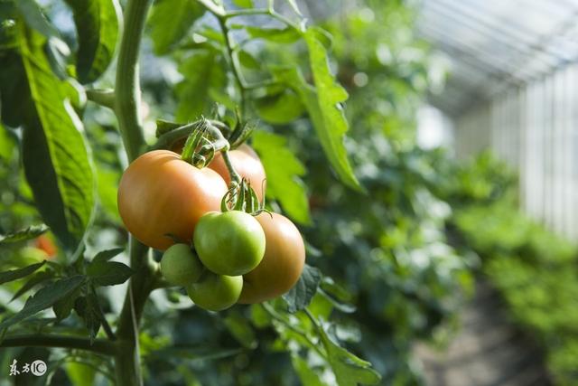 西红柿移栽后秧苗不长叶片萎蔫,西红柿移栽后叶子不伸展