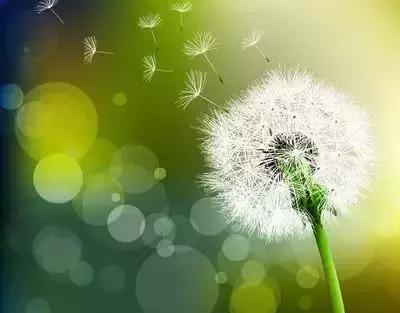 100种花的英文和花语是什么,100种花的花语以及送花礼仪分享