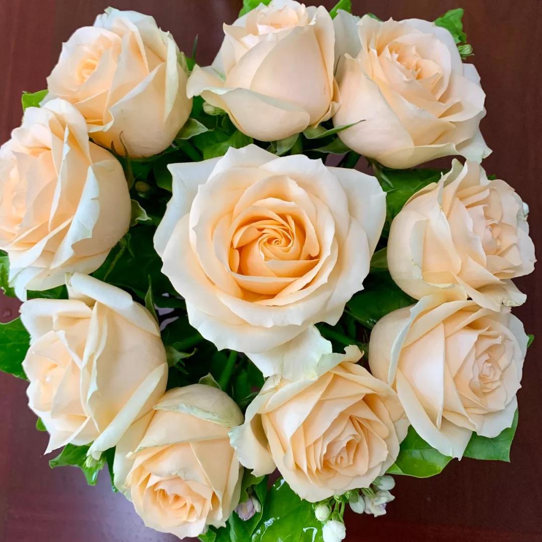 玫瑰养护教程文字,玫瑰养护技巧与方法