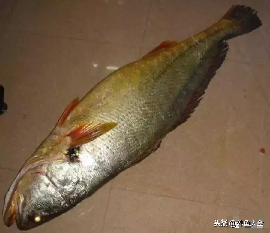 中国最贵的观赏鱼排行榜top10,最贵金龙鱼观赏鱼多少钱一条