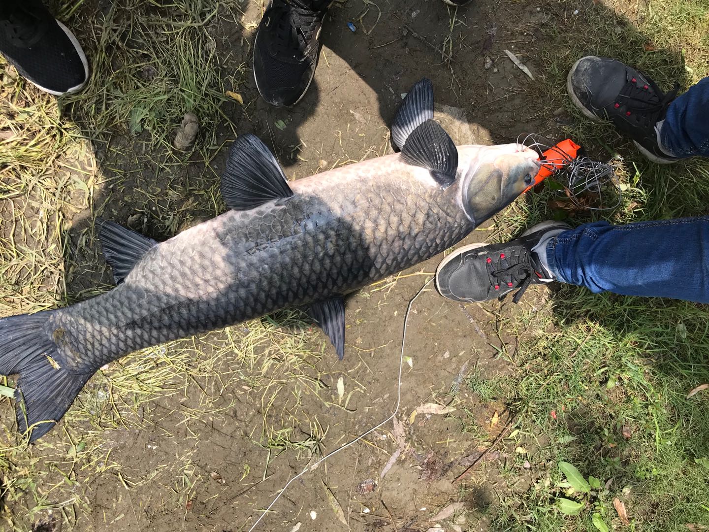 春季野钓为什么鱼不吃饵料,新手野钓的技巧和鱼食