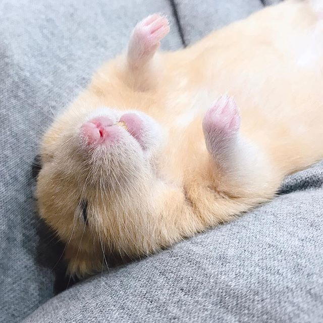 仓鼠睡觉时要注意的几件事,仓鼠睡眠不足吃什么