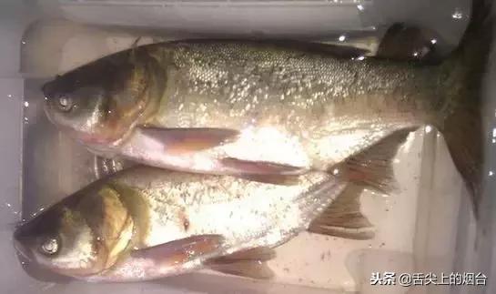 鱼的食用方法和禁忌,鱼忌和什么一起吃