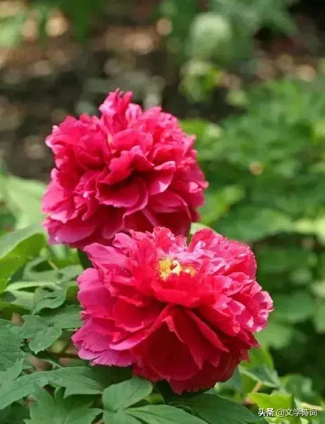 赞美牡丹花开时节动京城的诗句,牡丹诗词名句精选唯有牡丹真国色