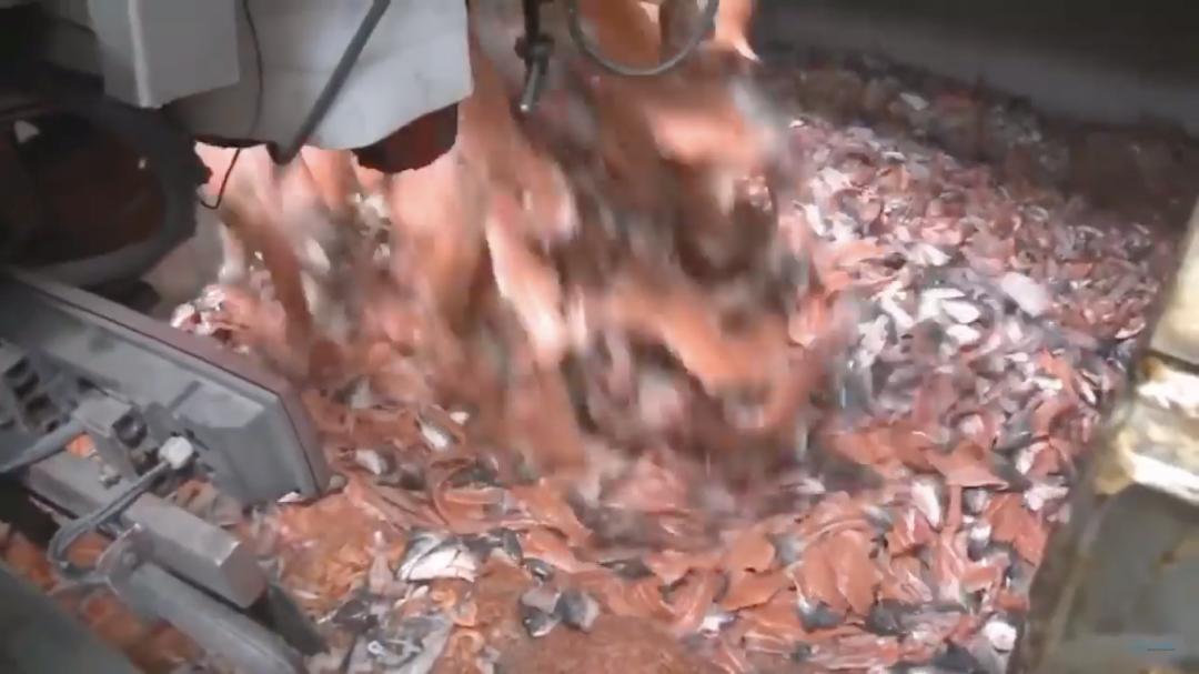 外媒曝光了挪威三文鱼养殖真相吗,最毒的深海三文鱼