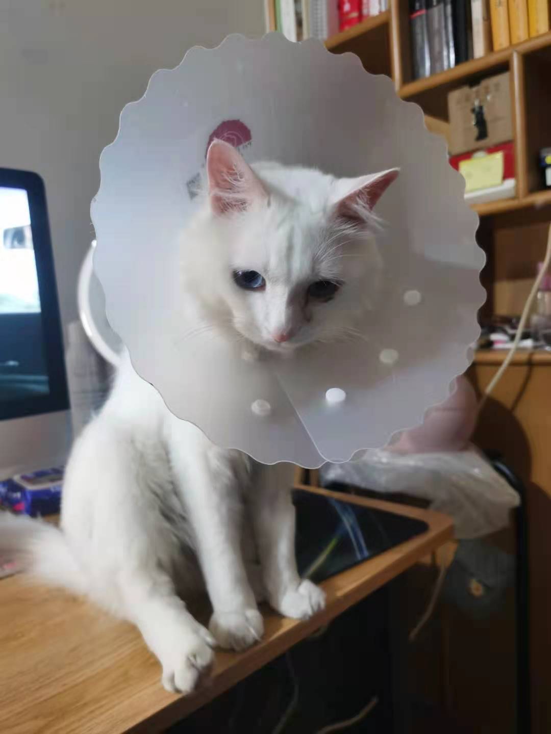 猫咪眼睛受伤怎么办,猫咪眼睛受伤能自愈吗