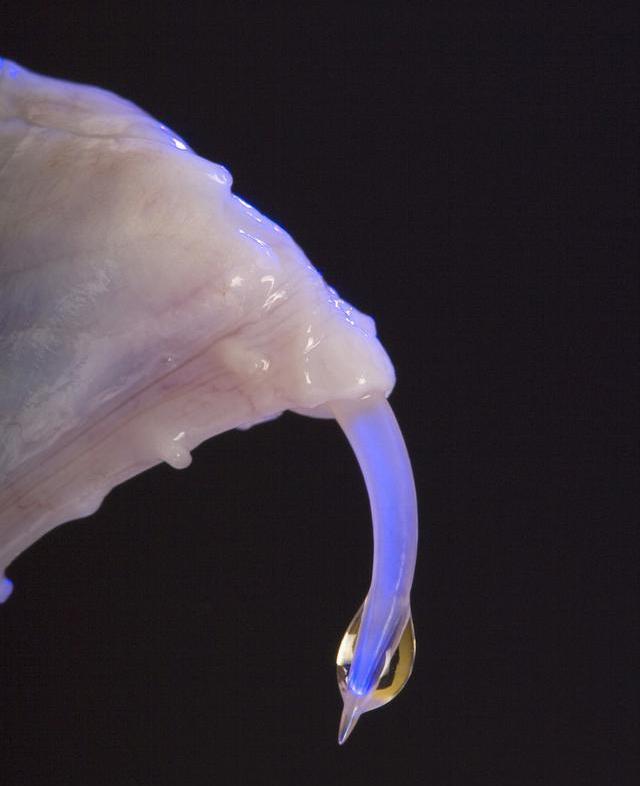 抗洪战士被毒蛇咬了,被剧毒蛇咬伤医生救援