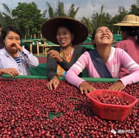 缅甸翡翠网红产品,缅甸网红卖产品