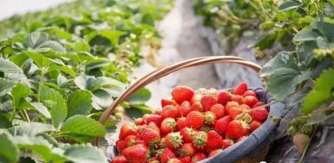 目前农业种什么比较挣钱,农业要掌握什么才能赚钱