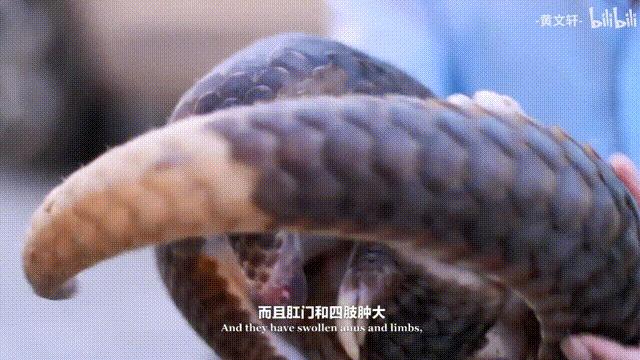 象牙、犀角、穿山甲，我们的欲望和拯救